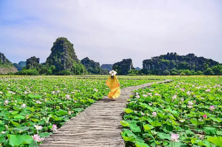 Tháng 6 Nên Đi Du Lịch Ở Đâu? Đến Ninh Bình Ngắm Mùa Lúa Chín