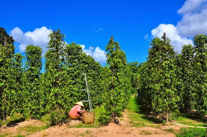 Vườn Tiêu Phú Quốc