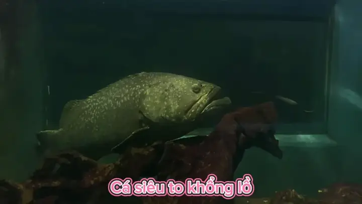 Thủy Cung Đầm Sen – Trải Nghiệm & Giá Vé Cập Nhật 2025 Thủy Cung Đầm Sen – Trải Nghiệm & Giá Vé Cập Nhật 2025
