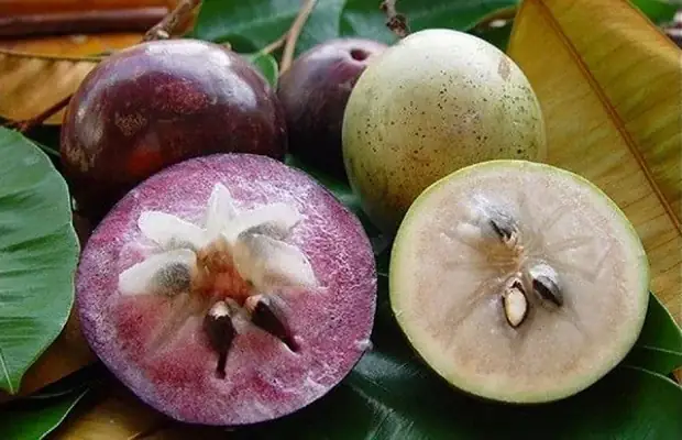 Vú Sữa