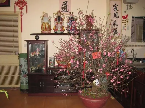 Trang Trí Tết Nguyên Đán Bằng Cây Đào Trang Trí Tết Nguyên Đán Bằng Cây Đào