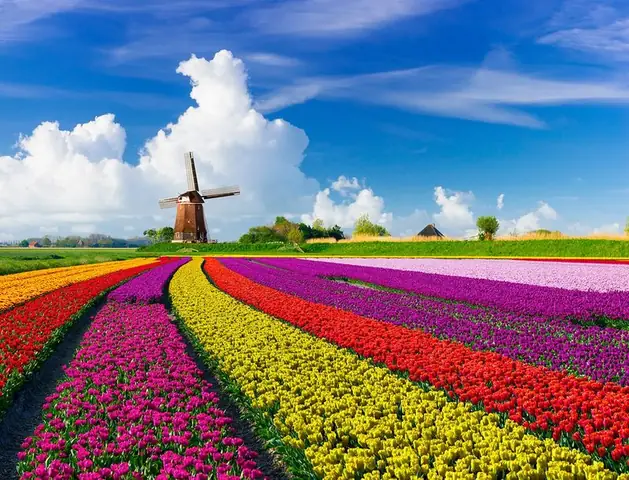 Nguồn Gốc Của Tên Gọi “ Tulip “