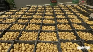 Nhiều Vựa Nông Sản Bôi Đất Đỏ Đà Lạt Lên Khoai Tây Trung Quốcđọc Ngay