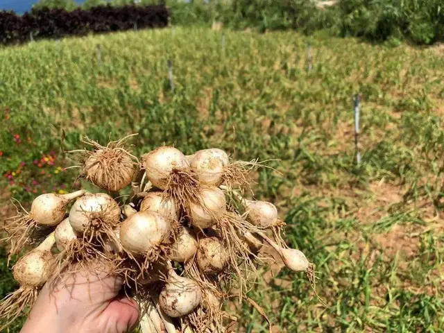 Du Lịch Quảng Ngãi Mua Gì Làm Quà? Du Lịch Quảng Ngãi Mua Gì Làm Quà?