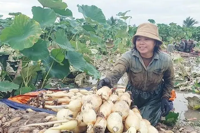 Hải Phòng: Gặp Gỡ Vợ Chồng Tỷ Phú Trên Đất Trồng Sen - Tạp Chí ...