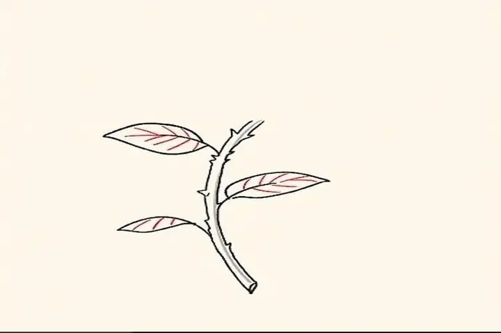Cách Vẽ Một Bông Hồng Nghiêng
