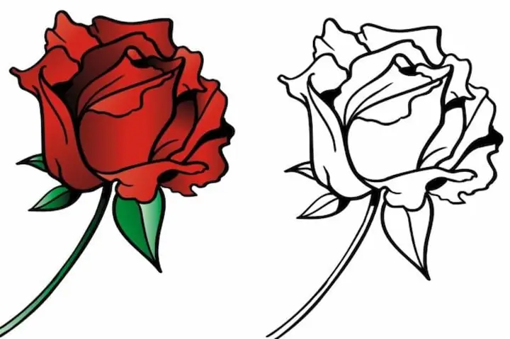 Tìm Hiểu Cấu Tạo Của Cánh Hoa Hồng