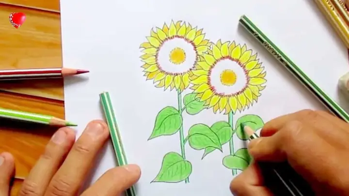 Những Hình Vẽ Hoa Hướng Dương Bằng Chì Mẫu