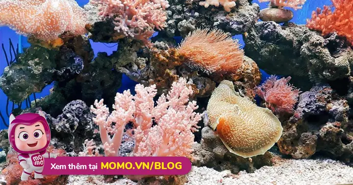 Viện Hải Dương Học Nha Trang: Trọn Bộ Kinh Nghiệm Tham Quan Từ ...