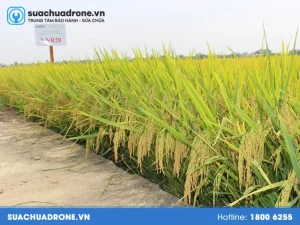 Vào Mùa Lũ Lụt Ở Đồng Bằng Sông Cửu Long