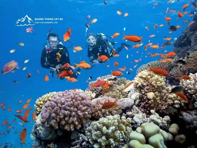 Snorkeling Và Lặn Biển