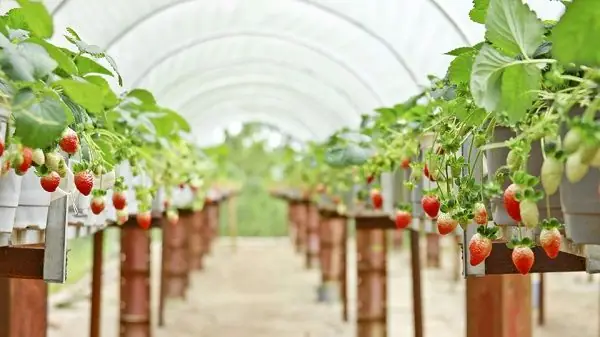 Một Vài Vườn Dâu Tây Công Nghệ Cao Bạn Có Thể Ghé Thăm