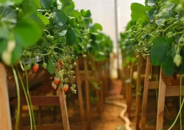 Một Vài Vườn Dâu Tây Công Nghệ Cao Bạn Có Thể Ghé Thăm