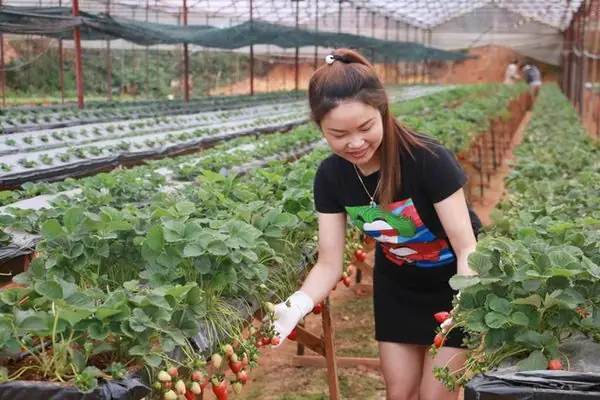 Những Khu Vườn Đỏ Rực Níu Chân Du Khách