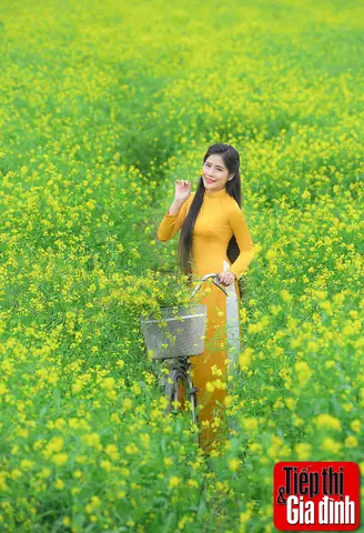 Cánh Đồng Hoa Cải Vàng