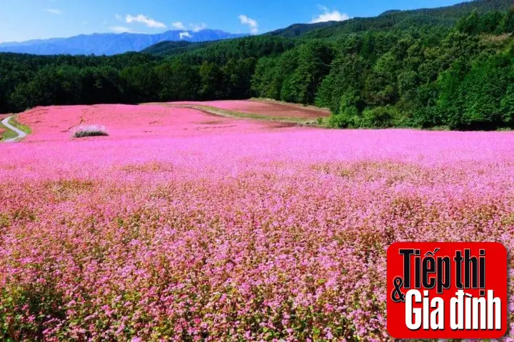 Cánh Đồng Hoa Tam Giác Mạch Hà Giang