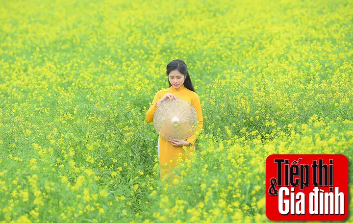 Cánh Đồng Hoa Cải Vàng