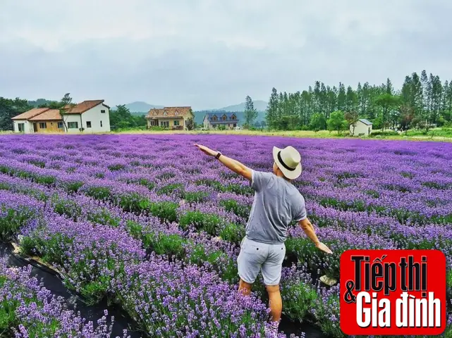 Cánh Đồng Hoa Oải Hương Ở Đà Lạt