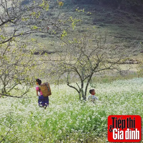 Cánh Đồng Hoa Cải Trắng Ở Mộc Châu