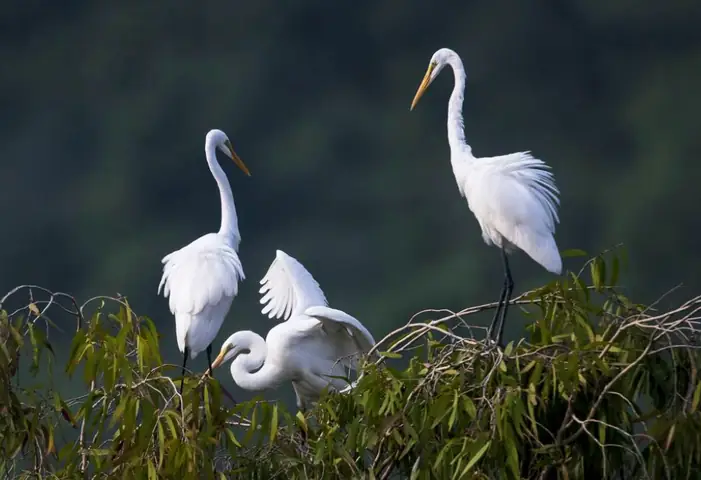 Van Long Nature Reserve