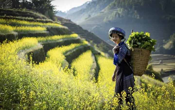 Mùa Cải Vàng - Yellow Choy Sum Flower Season