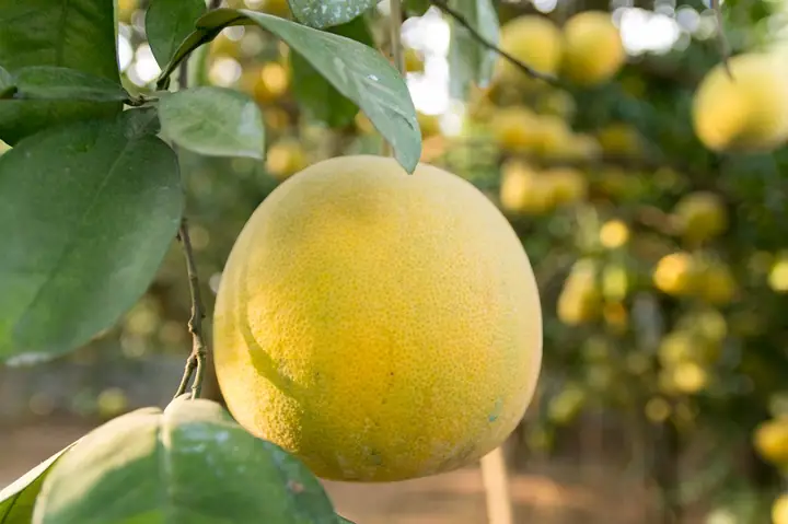 Mâm Ngũ Quả Theo Ngũ Hành: 5 Loại Quả Tượng Trưng Chuẩn Phong Thủy Mâm Ngũ Quả Theo Ngũ Hành: 5 Loại Quả Tượng Trưng Chuẩn Phong Thủy
