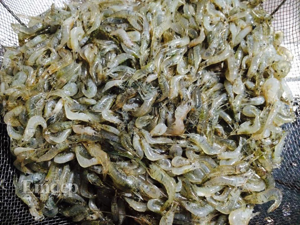 cách làm mắm tôm tại nhà - Hình 2