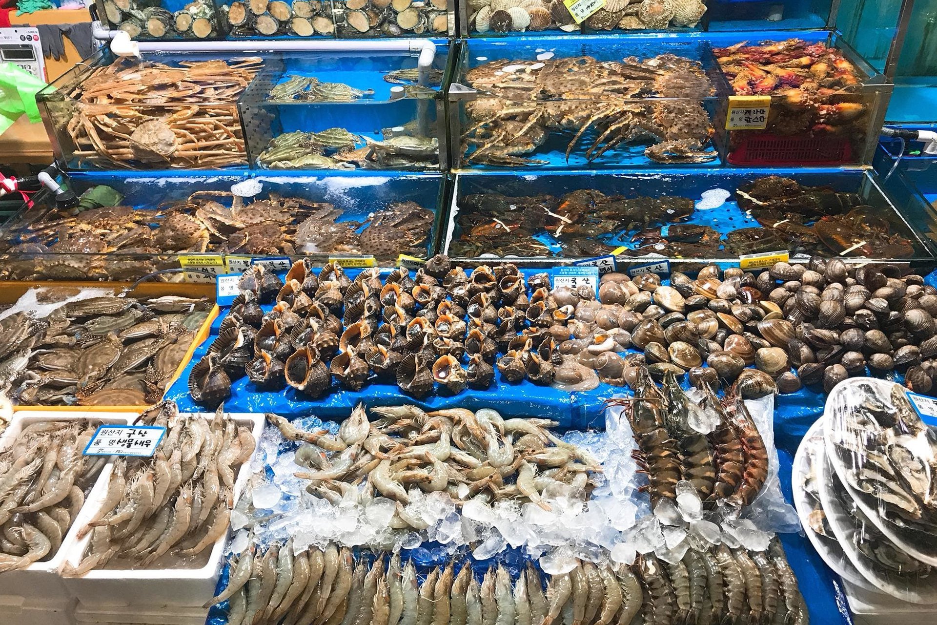 chợ đầu mối hải sản thanh hóa - Hình 3