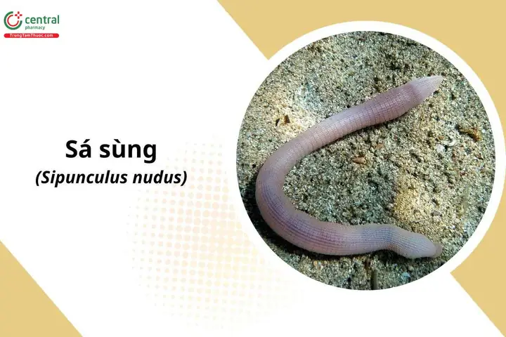 Con Sá Sùng Có Tác Dụng Gì? Tổng Hợp Thông Tin Đầy Đủ Con Sá Sùng Có Tác Dụng Gì? Tổng Hợp Thông Tin Đầy Đủ