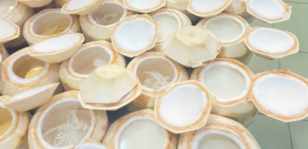 dừa bến tre 190 bạch đằng - Hình 2