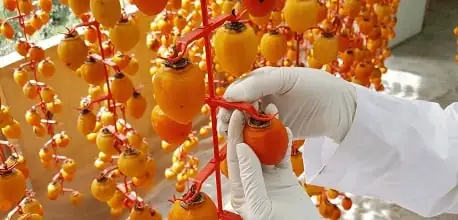 Giá Hồng Treo Gió Đà Lạt 2026: Bảng Giá Chi Tiết & Mẹo Mua Uy Tín Giá Hồng Treo Gió Đà Lạt 2026: Bảng Giá Chi Tiết & Mẹo Mua Uy Tín
