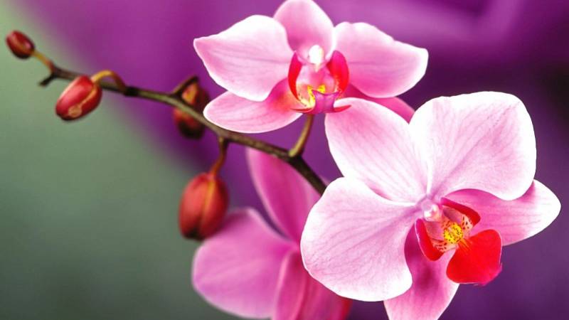 Bộ sưu tập hình ảnh các loài hoa đẹp nhiều màu sắc