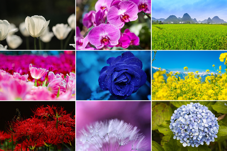 hình ảnh các loài hoa đẹp