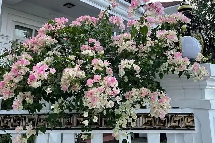 Top 7 Màu Hoa Giấy Đẹp Nhất Hiện Nay (có Ý Nghĩa Phong Thủy) Top 7 Màu Hoa Giấy Đẹp Nhất Hiện Nay (có Ý Nghĩa Phong Thủy)