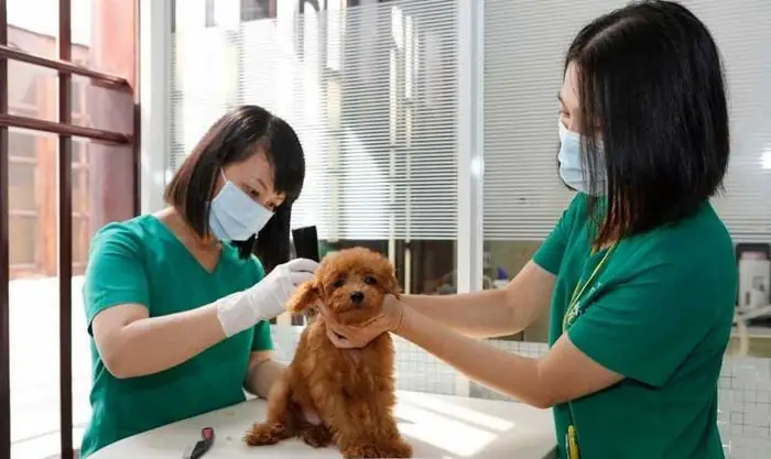 Top 10 Khách Sạn Chó Mèo Hà Nội Uy Tín Nhất