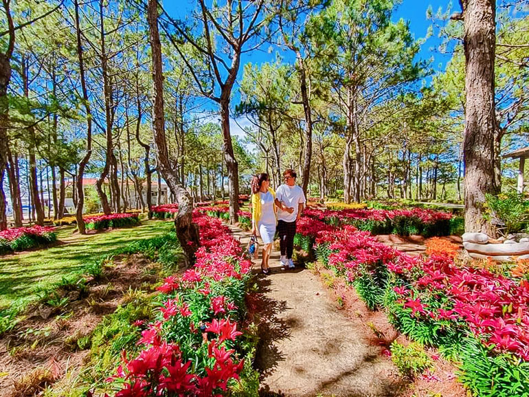 khu du lịch rừng hoa đà lạt - Hình 4