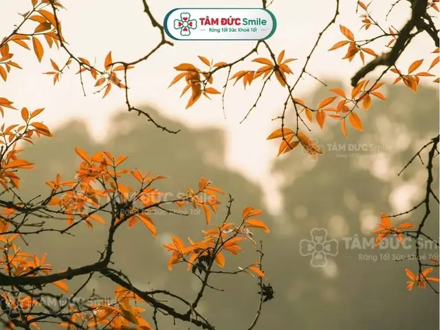 Mùa Thu Là Mùa Như Thế Nào?