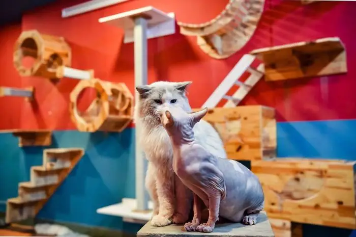 Quán Cà Phê Mèo Ở Hà Nội: 8 Địa Điểm Đáng Đến Nhất