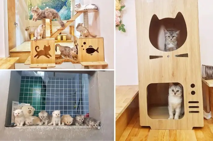 Quán Cà Phê Mèo Ở Hà Nội: 8 Địa Điểm Đáng Đến Nhất