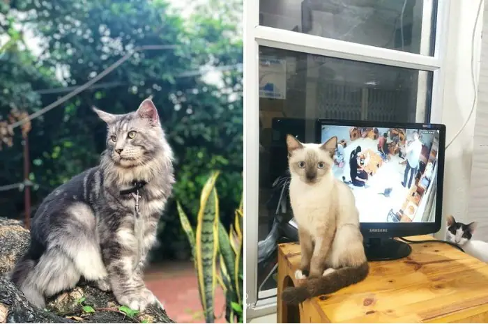 Quán Cà Phê Mèo Ở Hà Nội: 8 Địa Điểm Đáng Đến Nhất