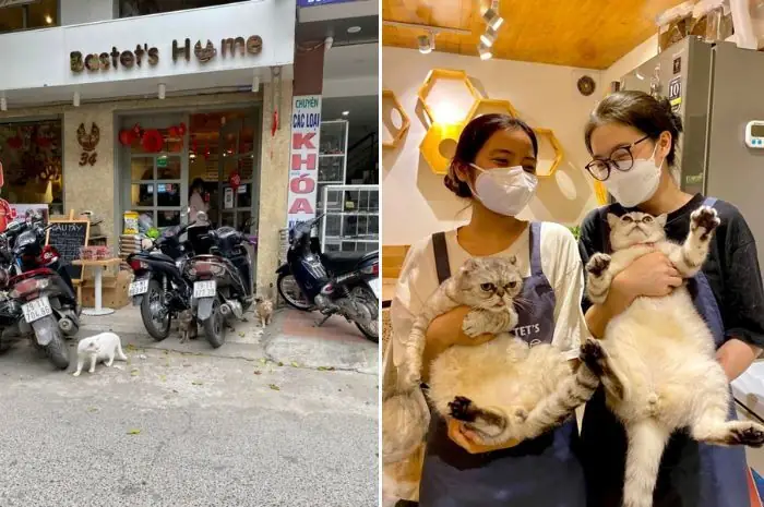 Quán Cà Phê Mèo Ở Hà Nội: 8 Địa Điểm Đáng Đến Nhất