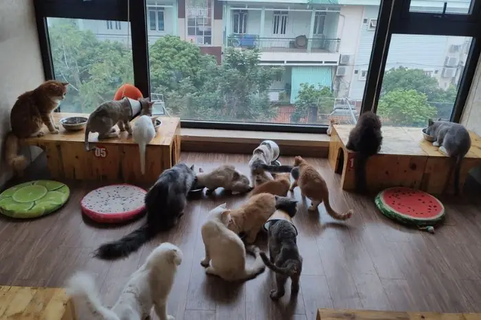 Quán Cà Phê Mèo Ở Hà Nội: 8 Địa Điểm Đáng Đến Nhất