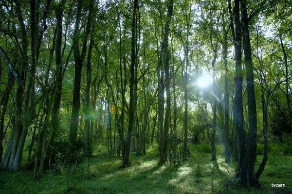 rừng nguyên sinh ở việt nam