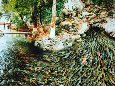 sự thật suối cá thần ở thanh hóa - Hình 2