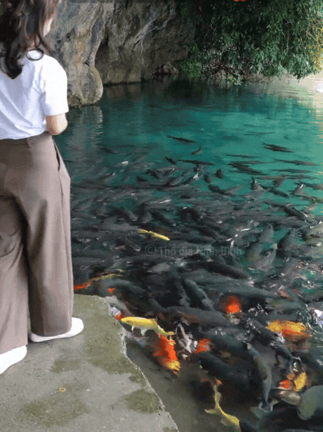 sự thật suối cá thần ở thanh hóa - Hình 3