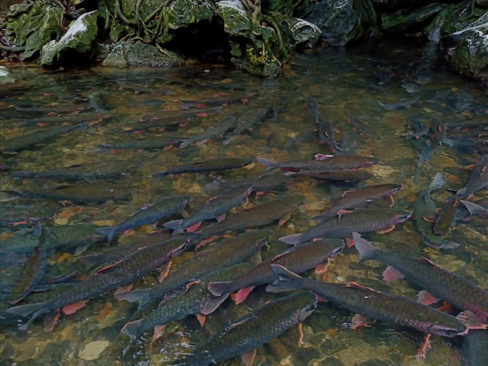 sự thật suối cá thần ở thanh hóa