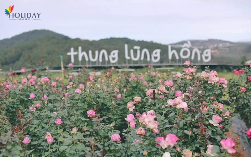 thung lũng hoa hồng đà lạt - Hình 2