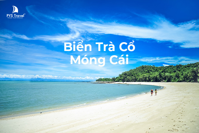 trà cổ móng cái quảng ninh - Hình 2