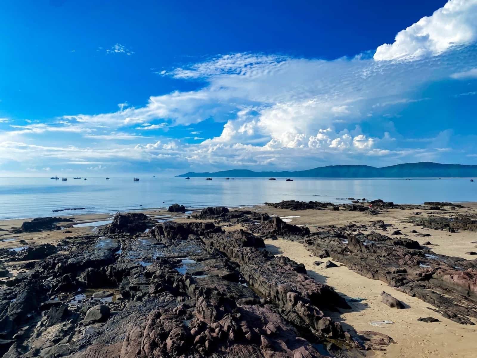 trà cổ móng cái quảng ninh - Hình 4