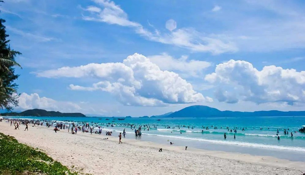 trà cổ móng cái quảng ninh - Hình 5